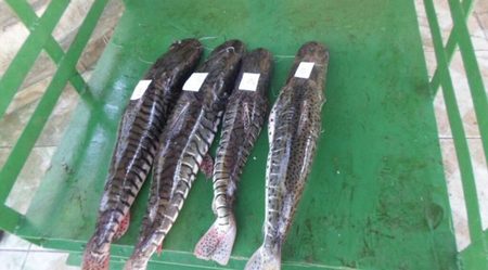 Left or right pescado corumb 10 mar o 2017 672x372