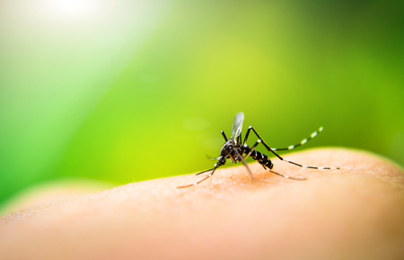 Left or right dengue fique atento aos sintomas e saiba como se prevenir